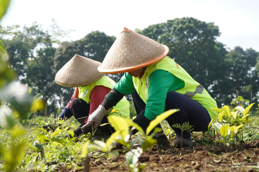 22 Hektare Kebun Teh di Ciater dan Pangalengan Telah Direvitalisasi untuk Cegah Bencana