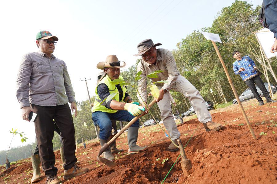 Pemprov Jabar Revitalisasi Kebun Karet Jalupang Subang, 4.200 Pohon Telah Ditanam
